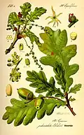 Image 41Buds, leaves, flowers and fruit of pedunculate oak, Quercus robur (from Tree)
