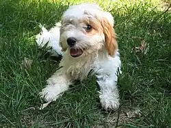 Cavapoo puppy