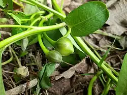 Immature fruits of Ipomoea aquatica