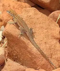 Sagebrush lizard (Sceloporus graciosus)