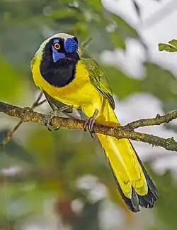 C. y. yncas, Ecuador