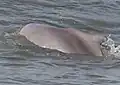 Dorsal fin on an Indian Ocean Humpback Dolphin