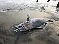 Carcass of Indian Humpback Dolphin washed ashore Kerala coast