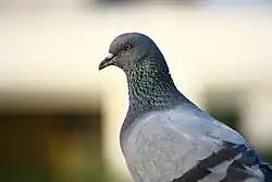 Photograph of a pigeon