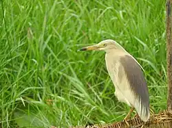 Indian Pond Heron in Mangalajodi, Odisha