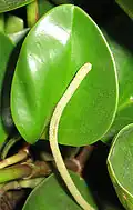 Peperomia obtusifolia leaf and flower spike