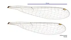 Photo of female wings