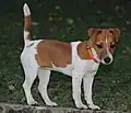 Jack Russell Terrier with recessive red and Piebald spotting.