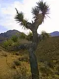 Yucca brevifolia or Joshua tree at Jawbone Canyon