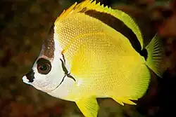 The enigmatic Johnrandallia nigrirostris