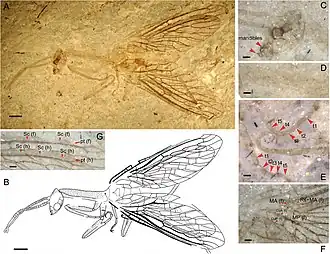 Juroraphidia longicollum (†Juroraphidiidae) transitional fossil of Middle Jurassic age, from China[11]