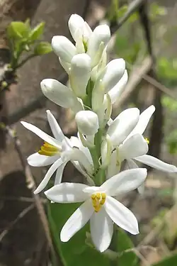 A white flowering plant called Kabuyea hostifolia