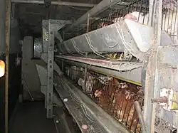Chickens in cramped conditions