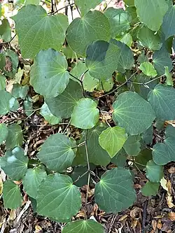 Kawakawa (Piper excelsum)