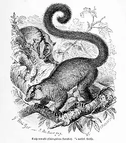 Black-and-white drawing of two fork-marked lemurs walking quadrupedally through the trees.