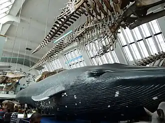 The skeleton (background) previously hanging above the blue whale model in the mammals gallery