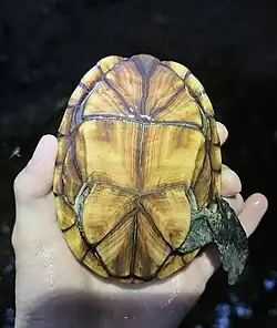 Plastron, North Carolina