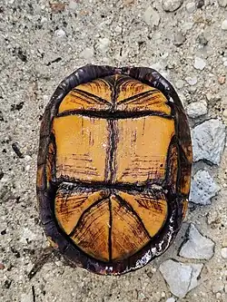 Plastron, in Campeche, Mexico