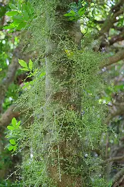 Panicles growing directly from trunk