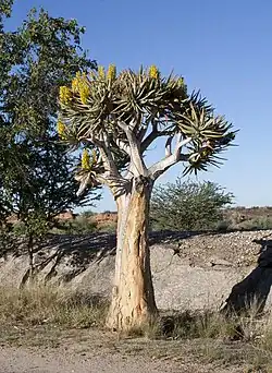 Quiver tree in flower in the Augrabies National Park, South Africa.