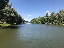 Trees over water