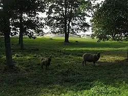 Sheep and cattle are keeping the landscape open in the national park