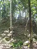 Unexplored temple mound south of the High Temple, Lamanai