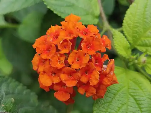 Tangerine coloured flower