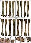 Burial 17 - Long bones of a child with chopped extremities that was part of the bundle deposited next to the adult cranium.