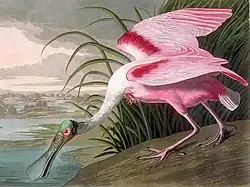 Roseate Spoonbill