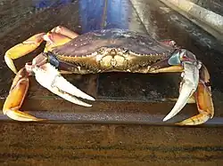 A large Dungeness crab