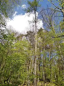 Larix decidua subsp. polonica at Gajówka, Kraków, Poland