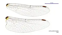 Male wings