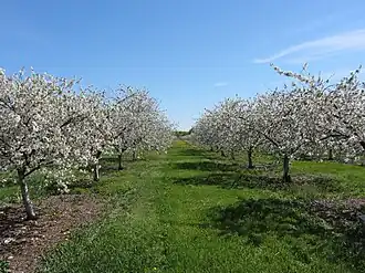 Cherry orchard in Gibraltar, May