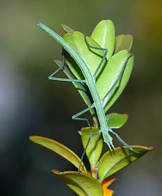 A photo of a long slender green insect on a leaf