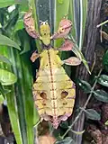 Leaf insect