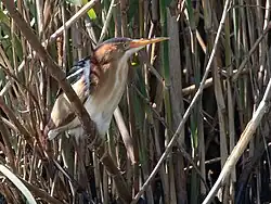 Least bittern (Botaurus exilis)