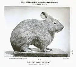 A black-and-white illustration of a rabbit, captioned "Conejo del Volcan"