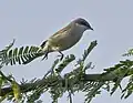 Lesser whitethroat at Rajkot, Gujarat