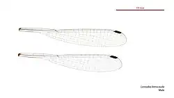 Male wings