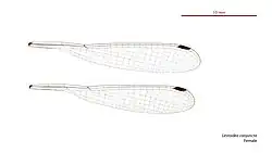 Female wings
