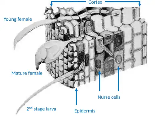 Life stages of the citrus nematode,Tylenchulus semipenetrans