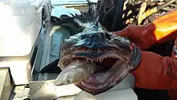 Lingcod with a small sablefish in its mouth