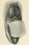 Lingula anatina: animal removed from the shell, mantle reflected, coiled arms separated slightly; a) mouth (marginal setae omitted); ventral aspect, three-quarter face