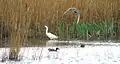 Little egret and teal ducks on Lagoon near the hide at Newport Wetlands RSPB Reserve