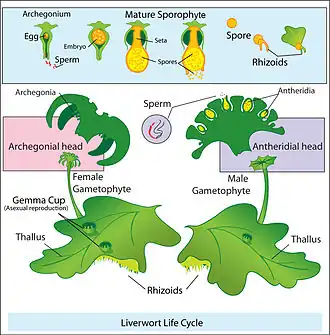 Alternation of generations in liverworts