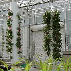 A demonstration of non-traditional agriculture in the greenhouse of The Land pavilion, as seen from Living with the Land