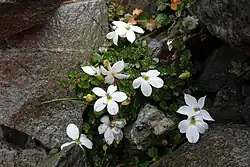 A small green plant with white flowers with five petals