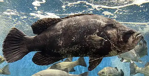 Adult in an aquarium