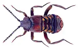 Lomechusoides strumosus, from above